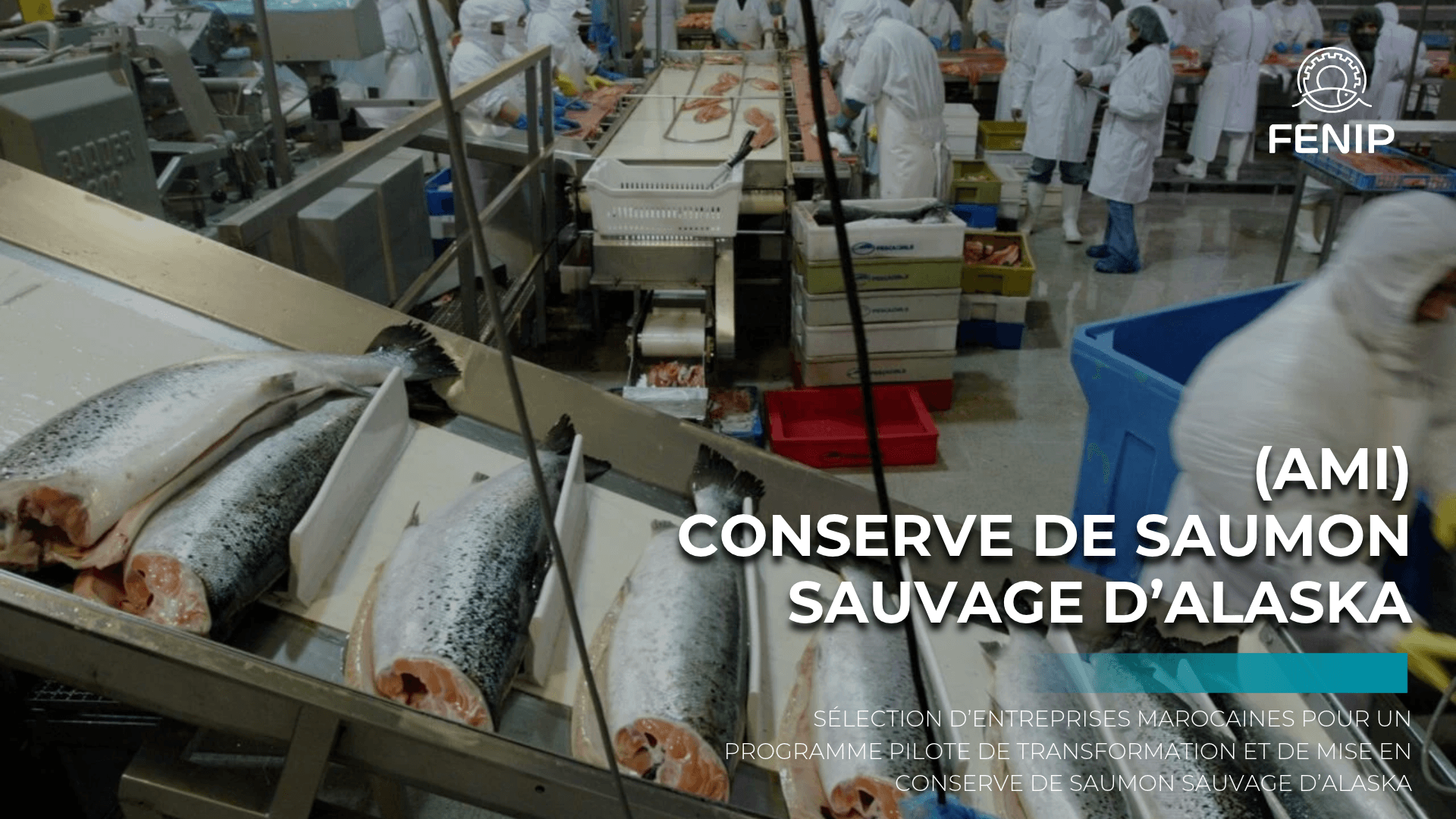 Appel à Manifestation d’Intérêt : Sélection d’entreprises marocaines pour un programme pilote de transformation et de mise en conserve de saumon sauvage d’Alaska