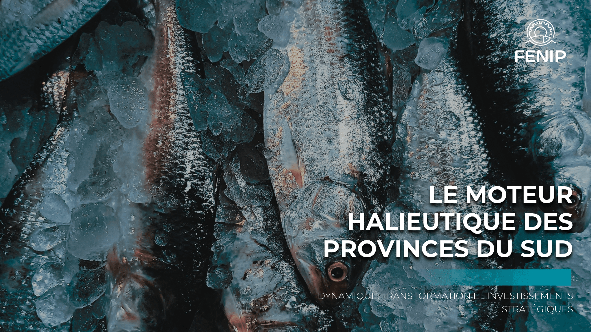 LE MOTEUR HALIEUTIQUE DES PROVINCES DU SUD : Dynamique, Transformation et Investissements Stratégiques